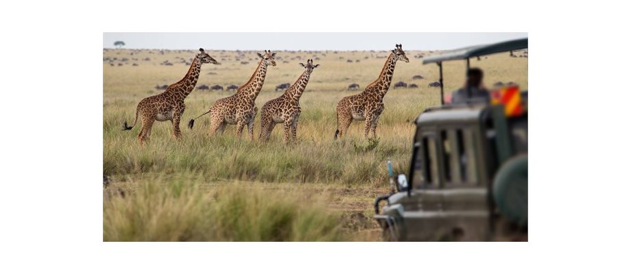 Essence of South Africa