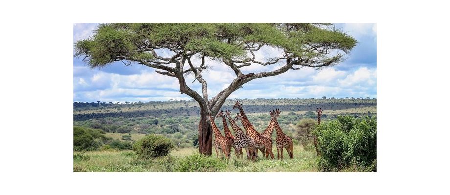 African Safari Adventure